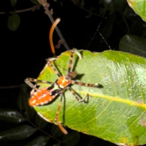 Reduviidae (family) at Townsville City, QLD - Yesterday by Hejor1