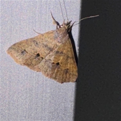 Gesonia obeditalis (An Erebid moth (Catocalini)) at Townsville City, QLD - 27 May 2025 by Hejor1
