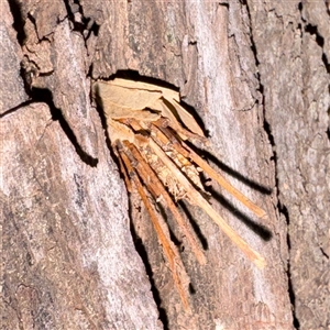 Lepidoscia (genus) IMMATURE at Douglas, QLD - Yesterday by Hejor1