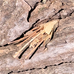 Psychidae (family) IMMATURE at Douglas, QLD - 27 May 2025 05:51 PM