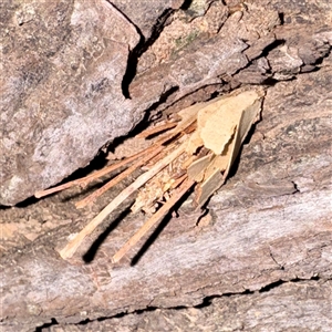 Psychidae (family) IMMATURE at Douglas, QLD - 27 May 2025 05:51 PM