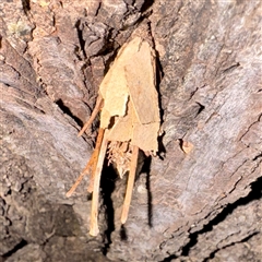 Psychidae (family) IMMATURE at Douglas, QLD - 27 May 2025 05:51 PM