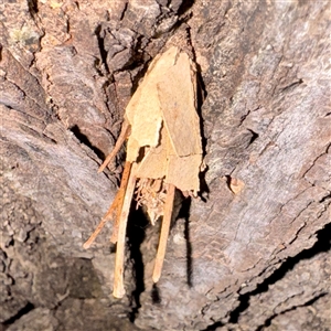 Psychidae (family) IMMATURE at Douglas, QLD - 27 May 2025 05:51 PM