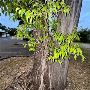 Ficus sp. at Douglas, QLD - 27 May 2025 05:50 PM