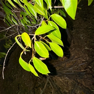 Ficus sp. at Douglas, QLD - 27 May 2025 05:50 PM