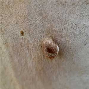 Doratifera (genus) at Douglas, QLD - 27 May 2025 05:44 PM