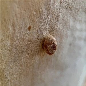 Doratifera (genus) at Douglas, QLD - 27 May 2025 05:44 PM