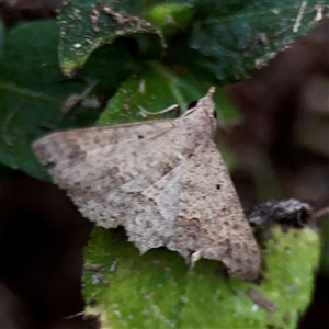 Noctuoidea (superfamily) at Douglas, QLD - Yesterday by Hejor1