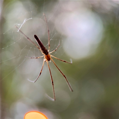 Tetragnathidae (family) (Long-jawed orb weavers) at Douglas, QLD - 27 May 2025 by Hejor1
