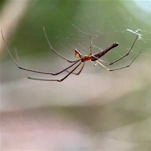 Tetragnathidae (family) at Douglas, QLD - 27 May 2025 05:37 PM