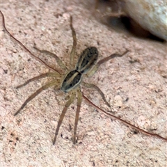 Lycosidae (family) (Wolf spider) at Douglas, QLD - 27 May 2025 by Hejor1
