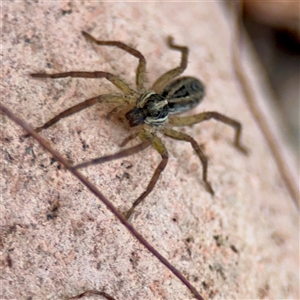Lycosidae (family) at Douglas, QLD - 27 May 2025 05:28 PM