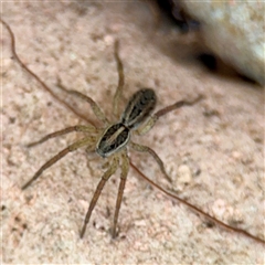 Lycosidae (family) at Douglas, QLD - 27 May 2025 05:28 PM