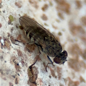Ephydridae (family) at Douglas, QLD - Yesterday by Hejor1