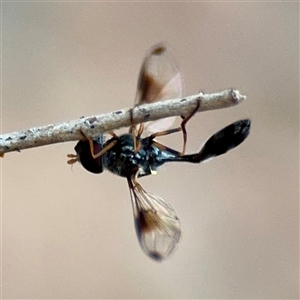 Eristalinus aeneus at Douglas, QLD - Yesterday by Hejor1