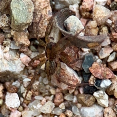 Artoria sp. (genus) at Douglas, QLD - 27 May 2025 by Hejor1