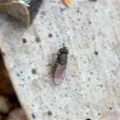 Milichiidae (family) at Douglas, QLD - 27 May 2025 by Hejor1