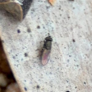 Milichiidae (family) at Douglas, QLD - Yesterday by Hejor1
