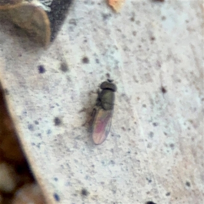 Milichiidae (family) at Douglas, QLD - 27 May 2025 by Hejor1