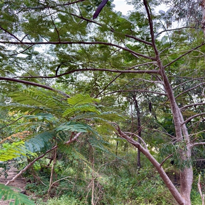 Acer buergerianum at Douglas, QLD - 27 May 2025 by Hejor1