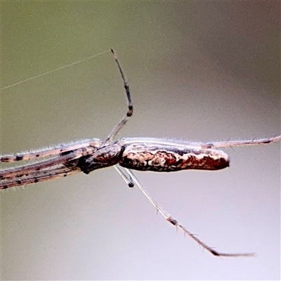 Tetragnathidae (family) (Long-jawed orb weavers) at Douglas, QLD - 27 May 2025 by Hejor1
