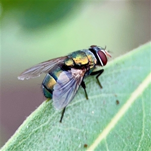 Lucilia sp. (genus) at Douglas, QLD - Yesterday by Hejor1