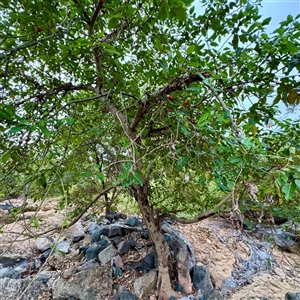 Ficus sp. at Douglas, QLD - Yesterday by Hejor1