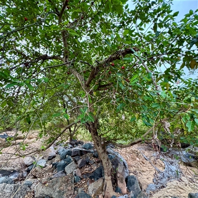 Ficus sp. at Douglas, QLD - 27 May 2025 by Hejor1