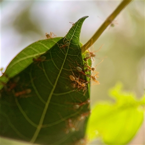 Formicidae (family) at Douglas, QLD - Yesterday by Hejor1