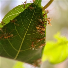 Oecophylla smaragdina at Douglas, QLD - 27 May 2025 05:19 PM