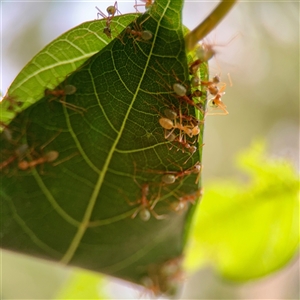 Oecophylla smaragdina at Douglas, QLD - 27 May 2025 05:19 PM