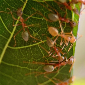 Oecophylla smaragdina at Douglas, QLD - 27 May 2025 05:19 PM