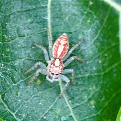 Salticidae (family) at Douglas, QLD - 27 May 2025 by Hejor1