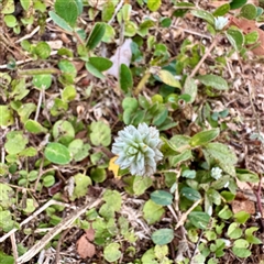 Gomphrena celosioides at Douglas, QLD - 27 May 2025 by Hejor1