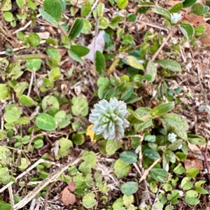 Gomphrena celosioides at Douglas, QLD - Yesterday by Hejor1