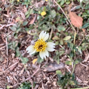 Tridax procumbens at Douglas, QLD - Yesterday by Hejor1