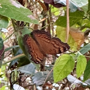 Junonia hedonia at Douglas, QLD - Yesterday by Hejor1