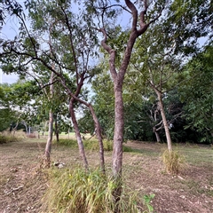 Eucalyptus sp. at Douglas, QLD - 27 May 2025 by Hejor1