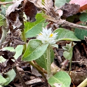 Alternanthera sp. at Douglas, QLD - Yesterday by Hejor1