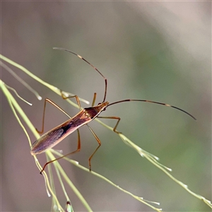 Leptocoris mitellatus at Douglas, QLD - Yesterday by Hejor1