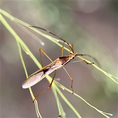 Leptocorisa acuta at Douglas, QLD - 27 May 2025 05:06 PM