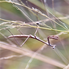 Archimantis sp. (genus) at Douglas, QLD - 27 May 2025 by Hejor1