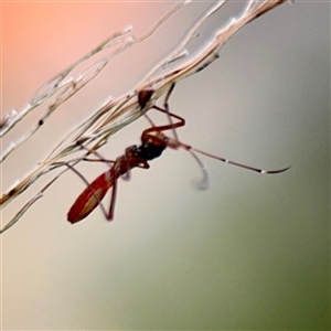 Lygaeidae (family) at Douglas, QLD - Yesterday by Hejor1