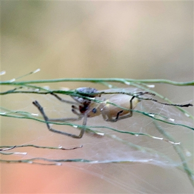 Cheiracanthium sp. (genus) at Douglas, QLD - 27 May 2025 by Hejor1