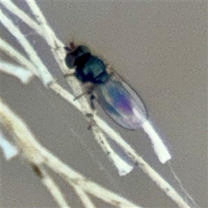 Milichiidae (family) at Douglas, QLD - Yesterday by Hejor1