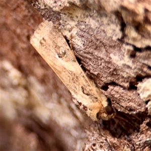 Spodoptera litura at Douglas, QLD - Yesterday by Hejor1