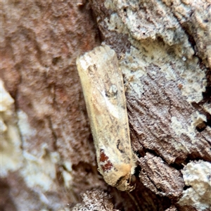 Spodoptera litura at Douglas, QLD - 27 May 2025 05:01 PM