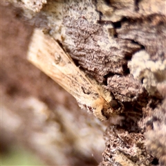 Spodoptera litura at Douglas, QLD - 27 May 2025 05:01 PM