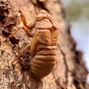 Cicadidae (family) at Douglas, QLD - Yesterday by Hejor1