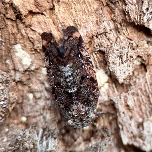 Platybrachys sp. (genus) at Douglas, QLD - Yesterday by Hejor1